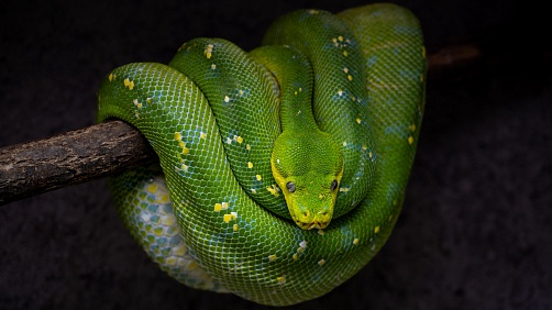 Alena Somogyiova - Začínáme fotografovat v zoo