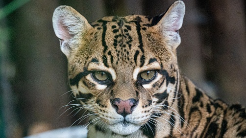 Alena Somogyiova - Začínáme fotografovat v zoo