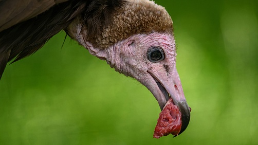 Pavel Koziel - Začínáme fotografovat v zoo