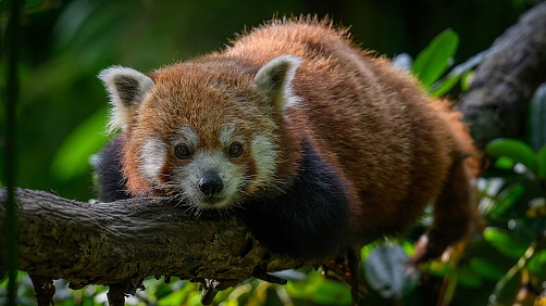 Pavel Koziel - Začínáme fotografovat v zoo