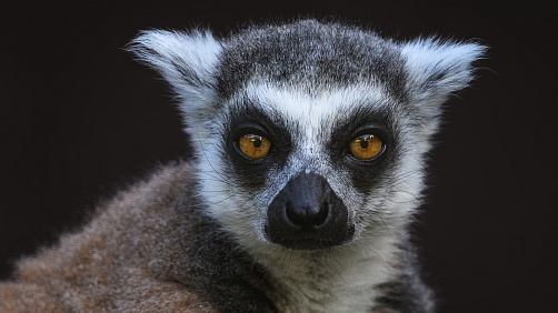 Pavel Koziel - Začínáme fotografovat v zoo