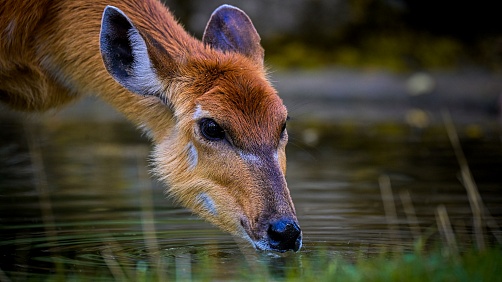 Jiří Munclinger - Začínáme fotografovat v zoo