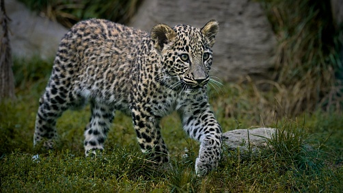 Jiří Munclinger - Začínáme fotografovat v zoo