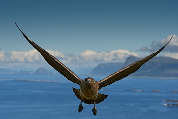 Papuchalci a severská příroda – fotoexpedice na Runde - foto