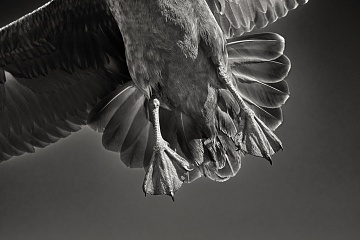 Papuchalci a severská příroda – fotoexpedice na Runde - foto