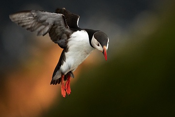 Papuchalci a severská příroda – fotoexpedice na Runde - foto