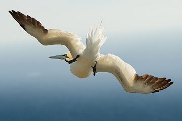 Papuchalci a severská příroda – fotoexpedice na Runde - foto