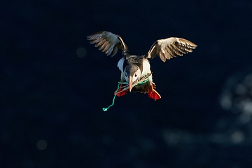 Papuchalci a severská příroda – fotoexpedice na Runde - foto