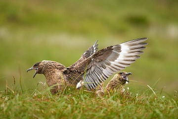 Papuchalci a severská příroda – fotoexpedice na Runde - foto