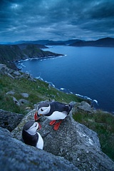 Papuchalci a severská příroda – fotoexpedice na Runde - foto