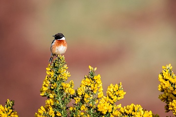 Jarní fotografický kurz ve Skotsku (Isle of Skye) - foto